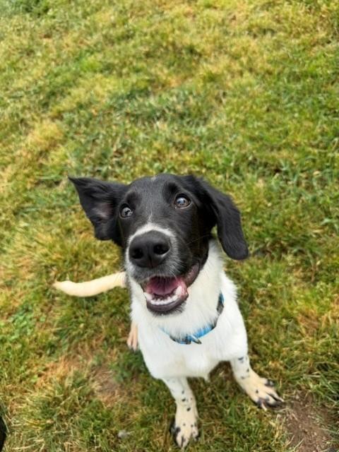 King, ADOPTABLE, Puppy Male Cocker Spaniel & Labrador Retriever.