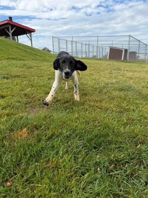 King, a ADOPTABLE mixed breed in Augusta, WV image 3/3
