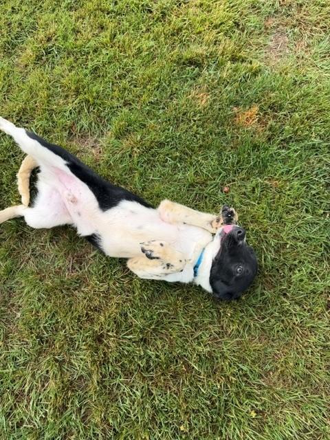 King, a ADOPTABLE mixed breed in Augusta, WV image 2/3