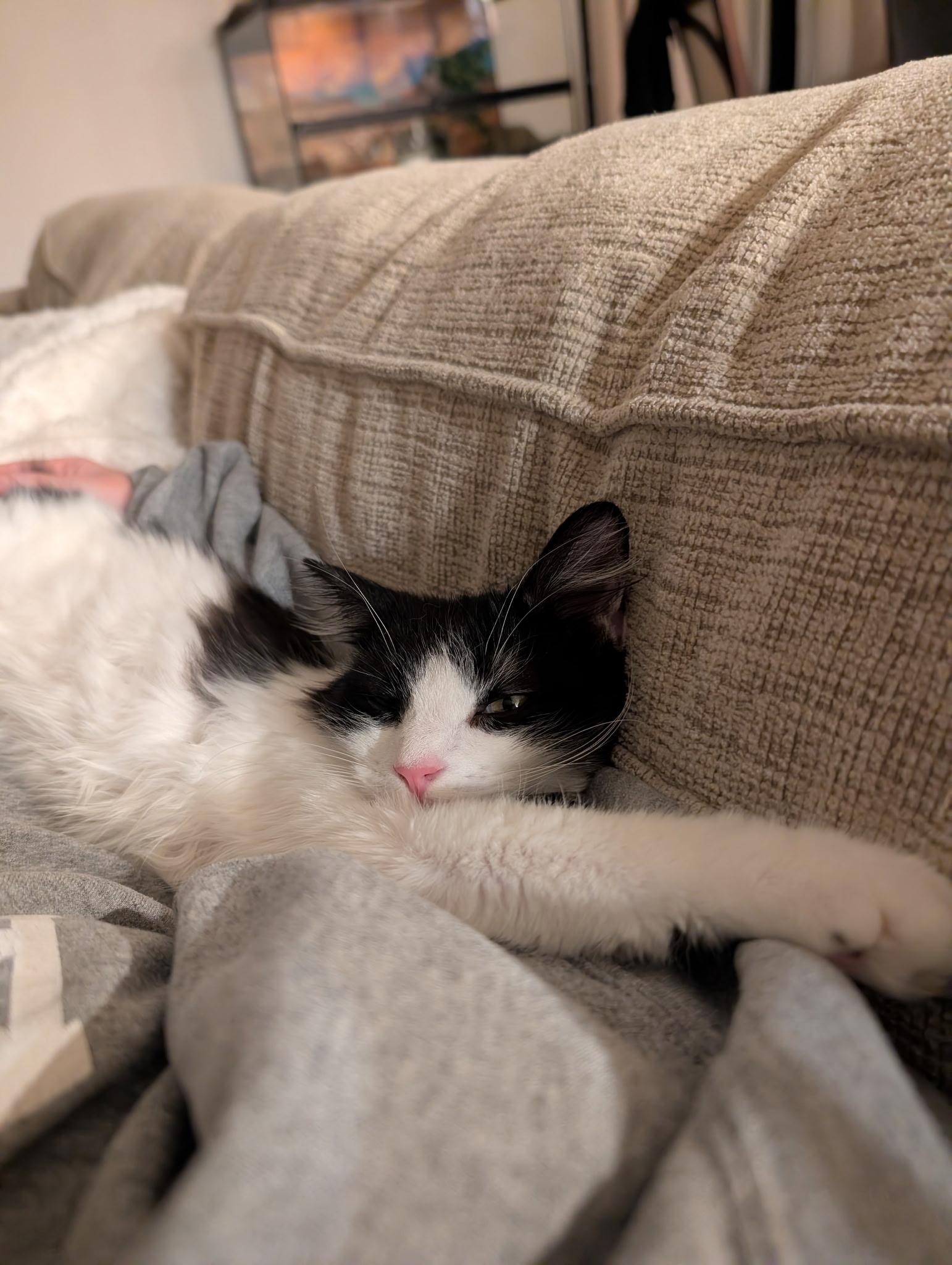 Enlarge Lola, a ADOPTABLE Domestic Medium Hair in Melbourne, FL image 4/4