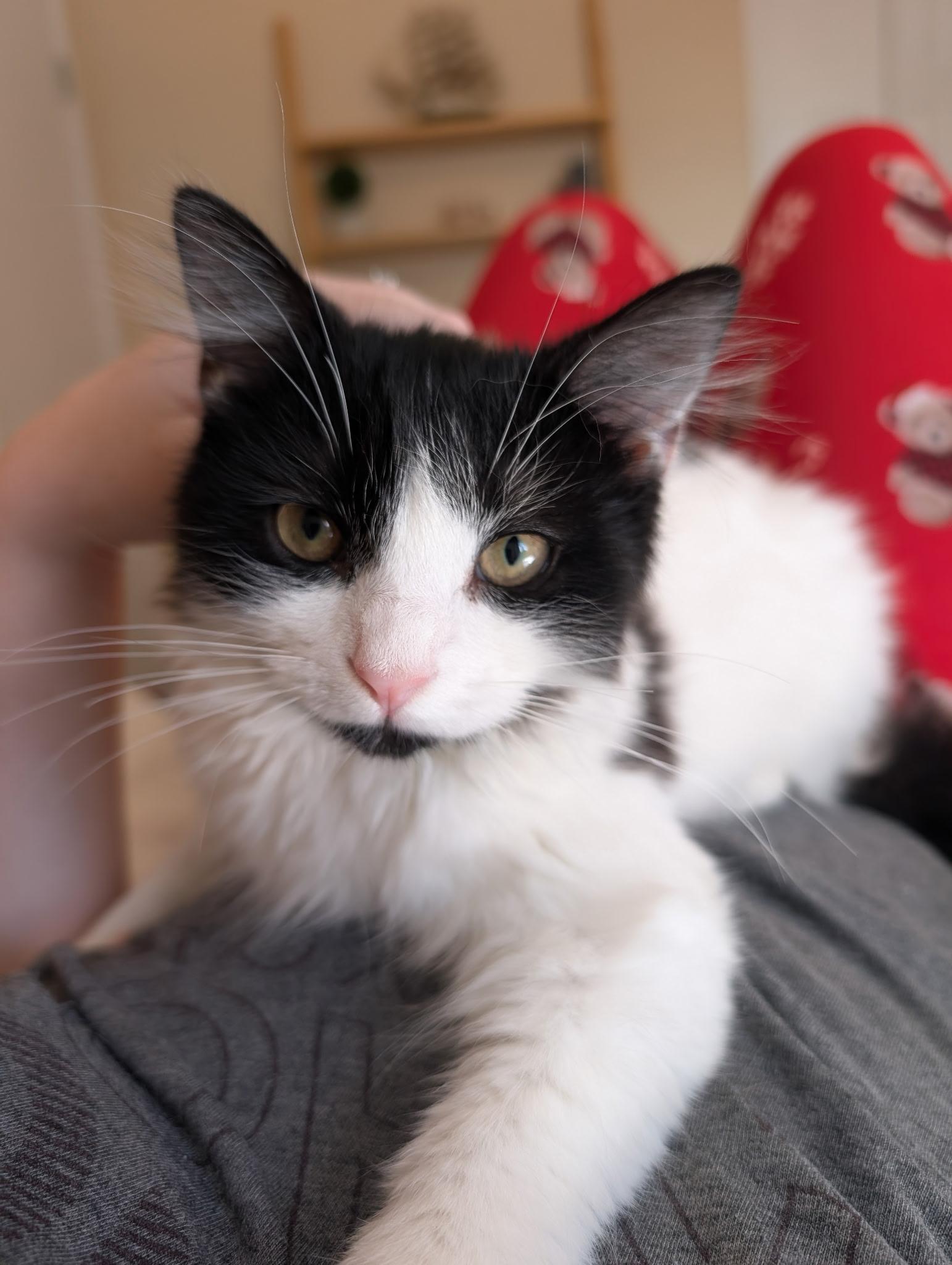 Enlarge Lola, a ADOPTABLE Domestic Medium Hair in Melbourne, FL image 2/4