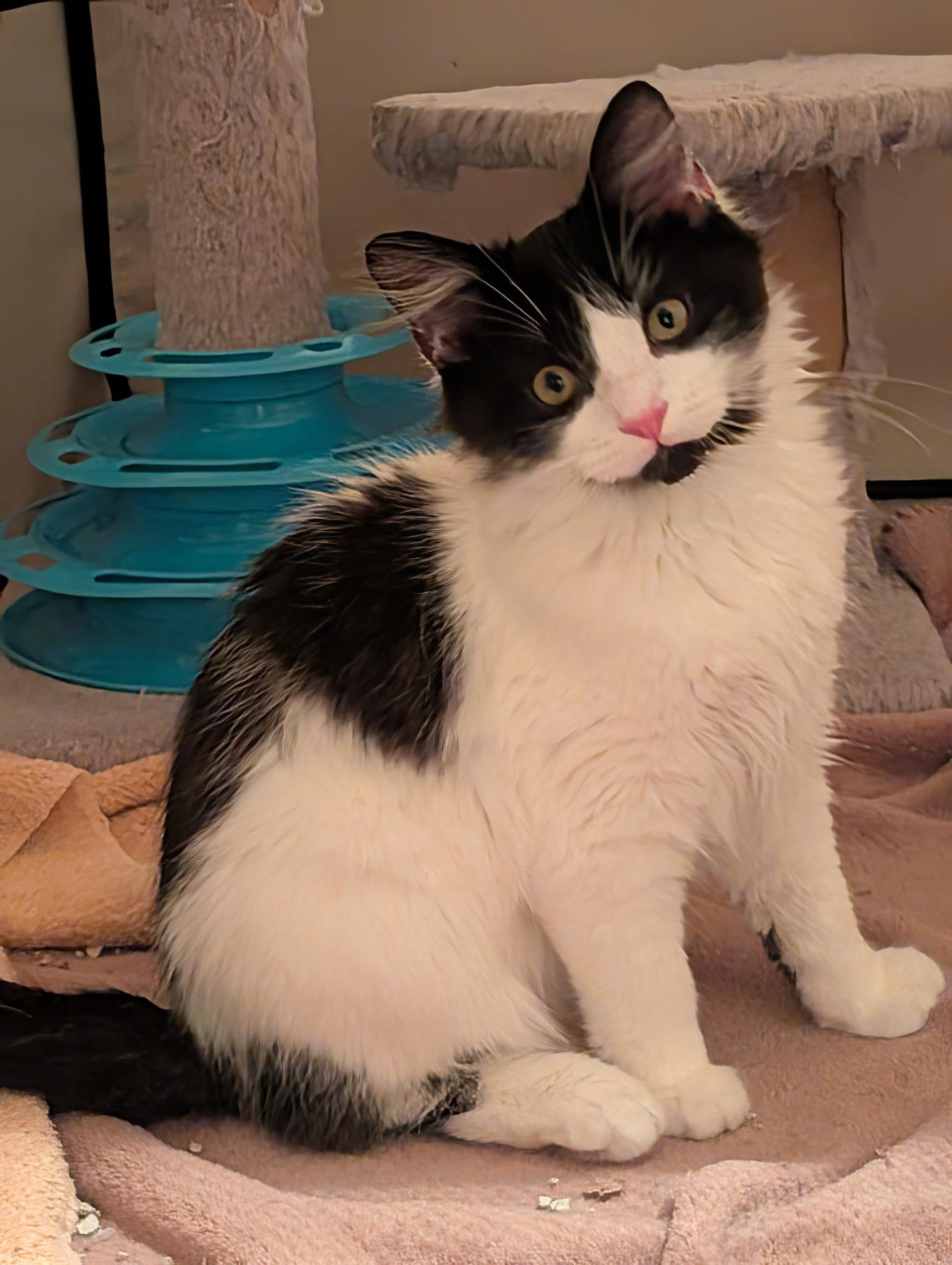 Enlarge Lola, a ADOPTABLE Domestic Medium Hair in Melbourne, FL image 1/4