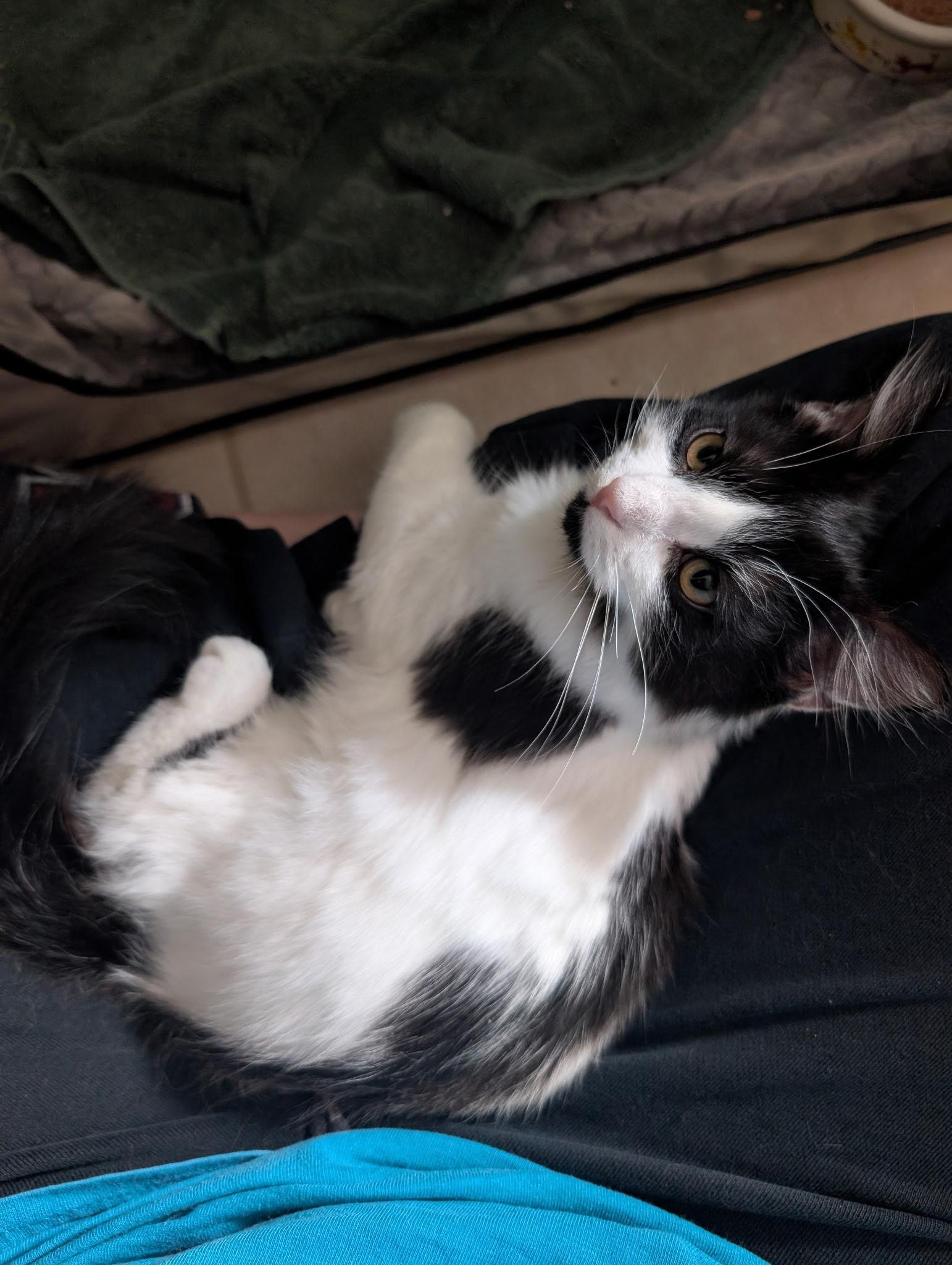 Enlarge Lola, a ADOPTABLE Domestic Medium Hair in Melbourne, FL image 3/4