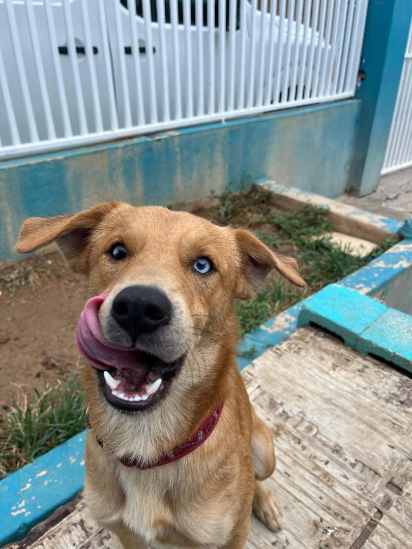 Bluey , Adopted, Adult Male Husky & Shiba Inu.