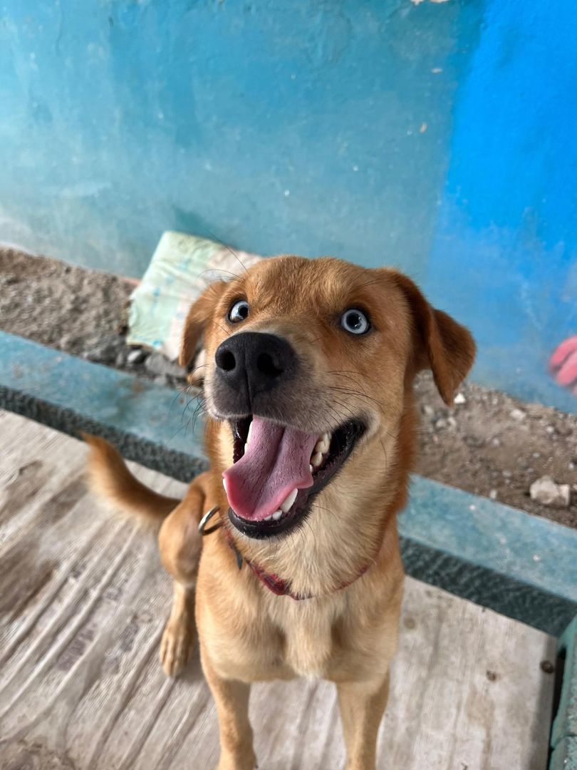 Enlarge Bluey , a Adopted mixed breed in Loiza, PR image 2/2