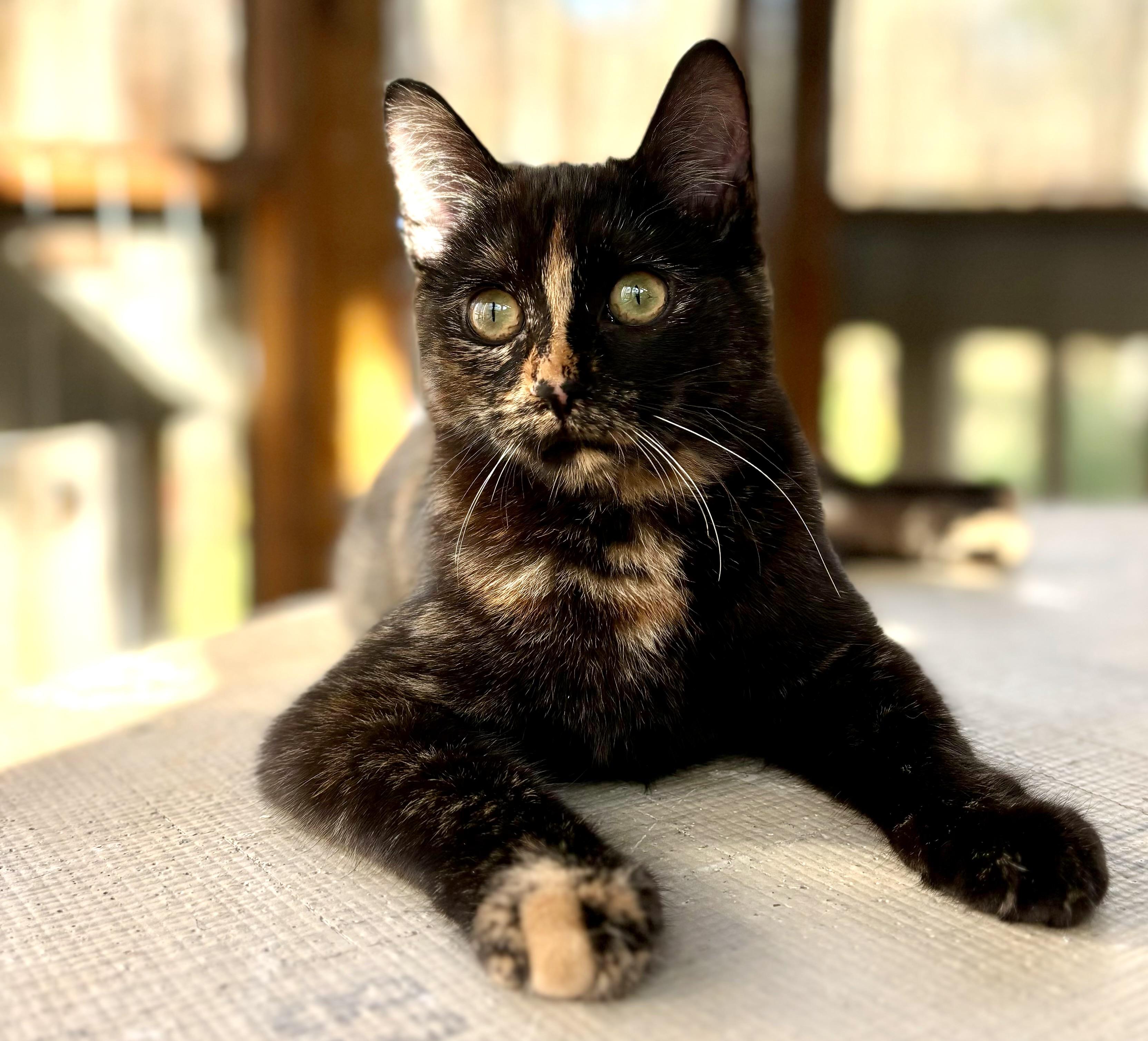 MYTSERIOUS MAY-LING photo 2