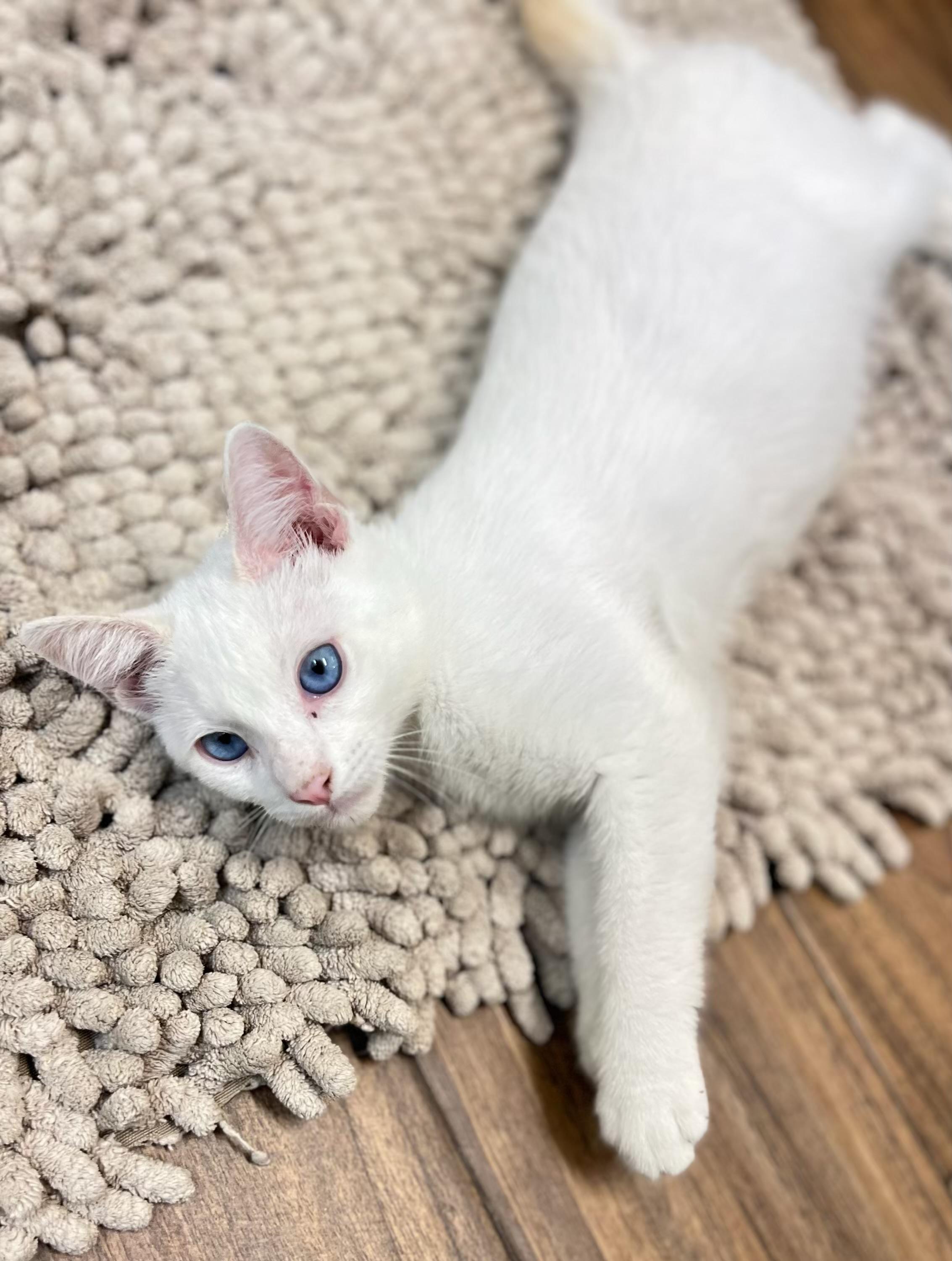 Enlarge Hilo, a Adopted Siamese in Los Angeles, CA image 3/4