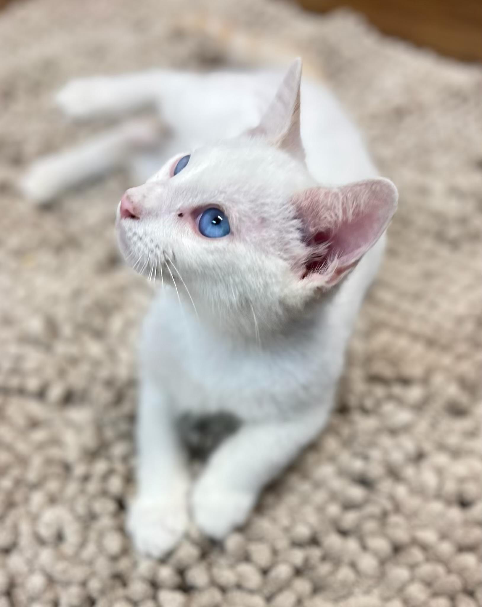 Hilo, Adopted, Kitten Male Siamese.