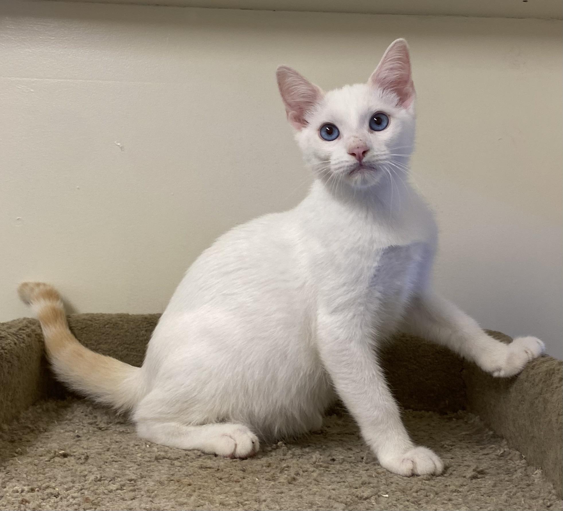 Enlarge Hilo, a Adopted Siamese in Los Angeles, CA image 2/4