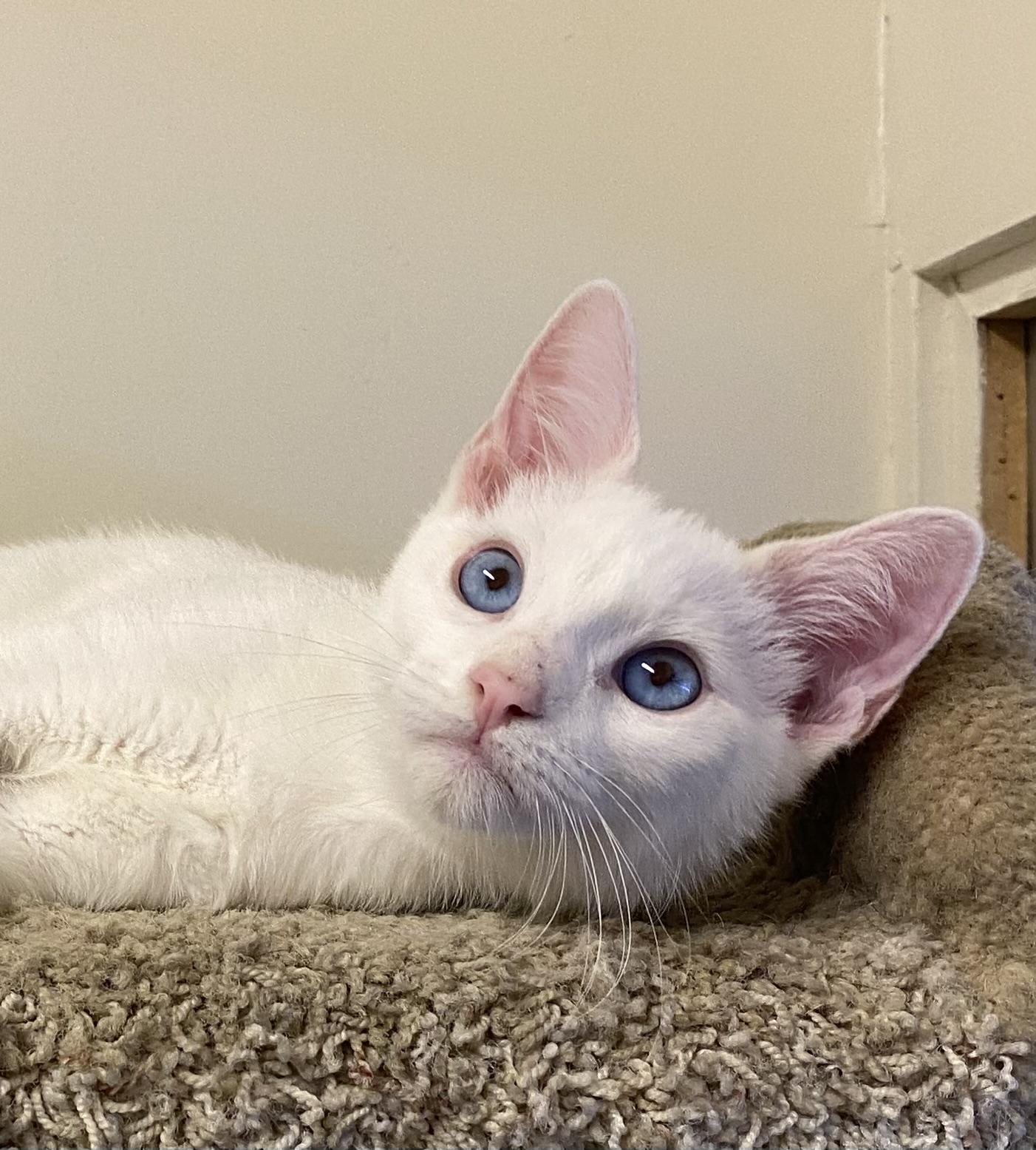 Enlarge Hilo, a Adopted Siamese in Los Angeles, CA image 4/4