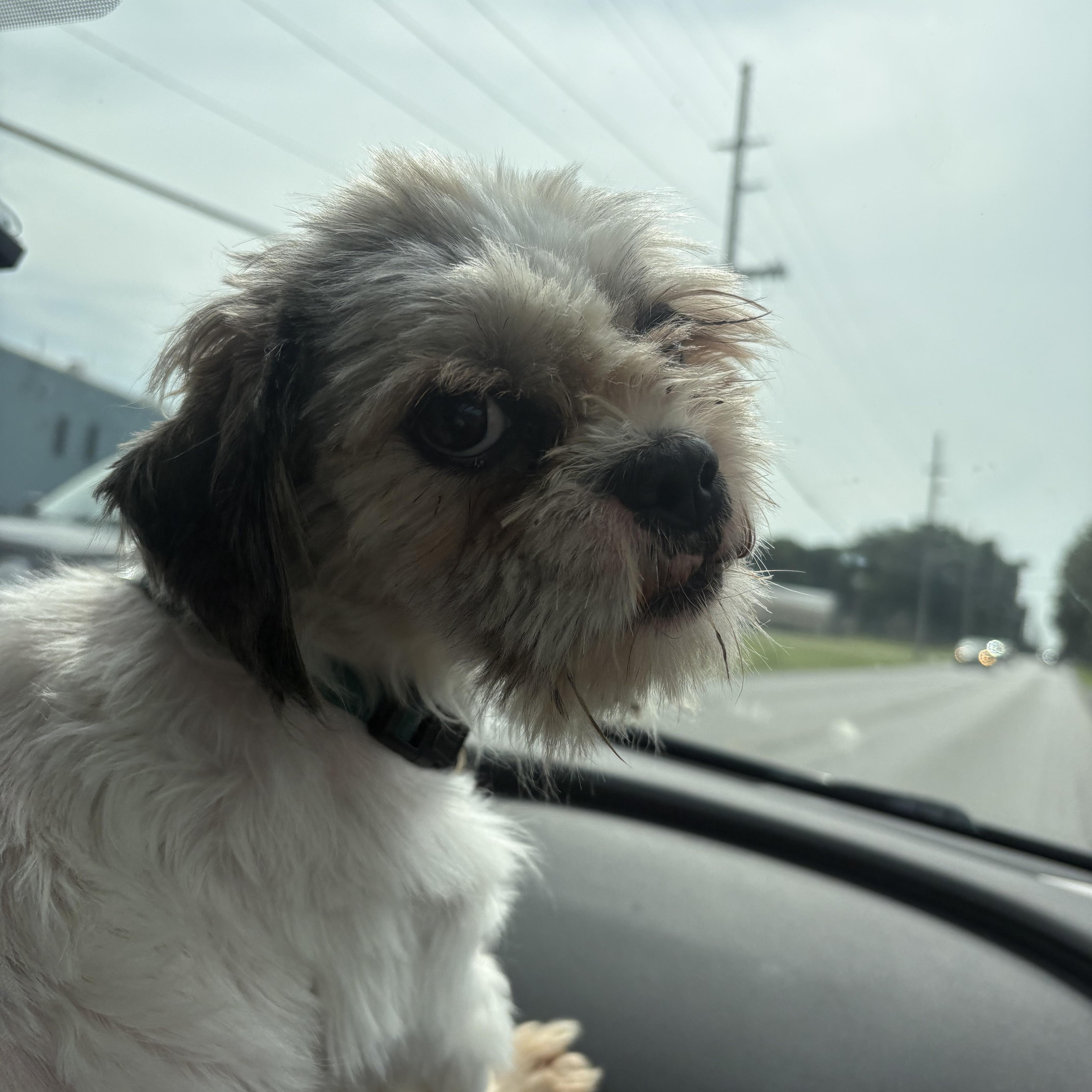 Mojo, Adopted, Adult Male Shih Tzu.
