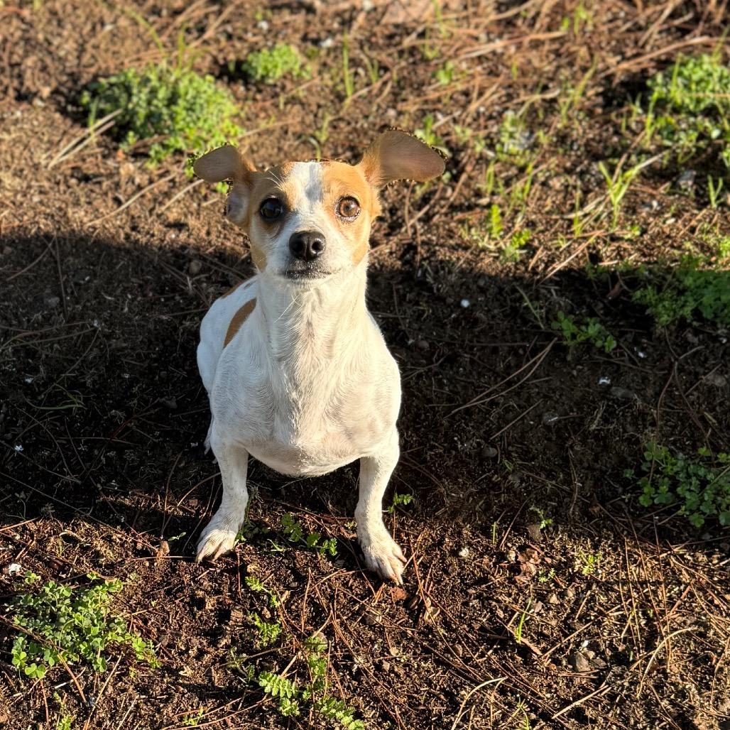 Enlarge Deirdre (Mama), a Adoptable mixed breed in Sacramento, CA image 1/6