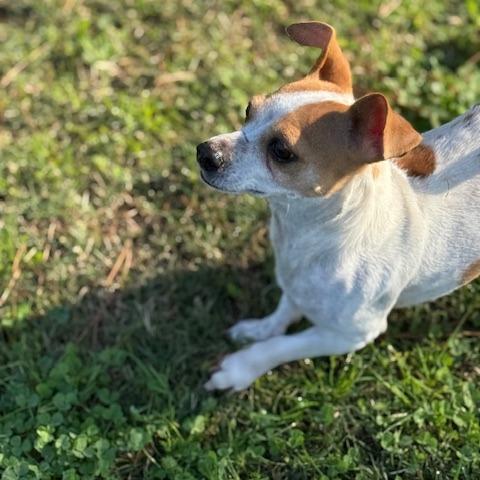 Enlarge Deirdre (Mama), a Adoptable mixed breed in Sacramento, CA image 2/6