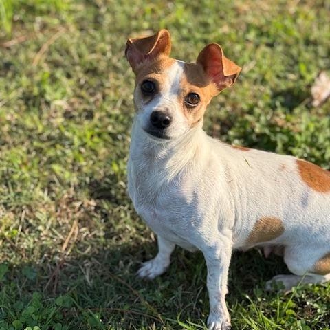 Enlarge Deirdre (Mama), a Adoptable mixed breed in Sacramento, CA image 3/6
