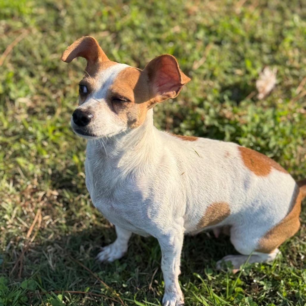 Enlarge Deirdre (Mama), a Adoptable mixed breed in Sacramento, CA image 4/6