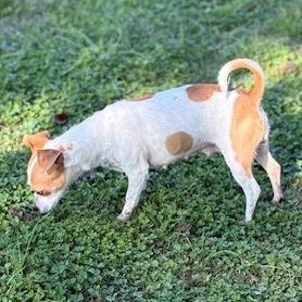 Enlarge Deirdre (Mama), a Adoptable mixed breed in Sacramento, CA image 5/6