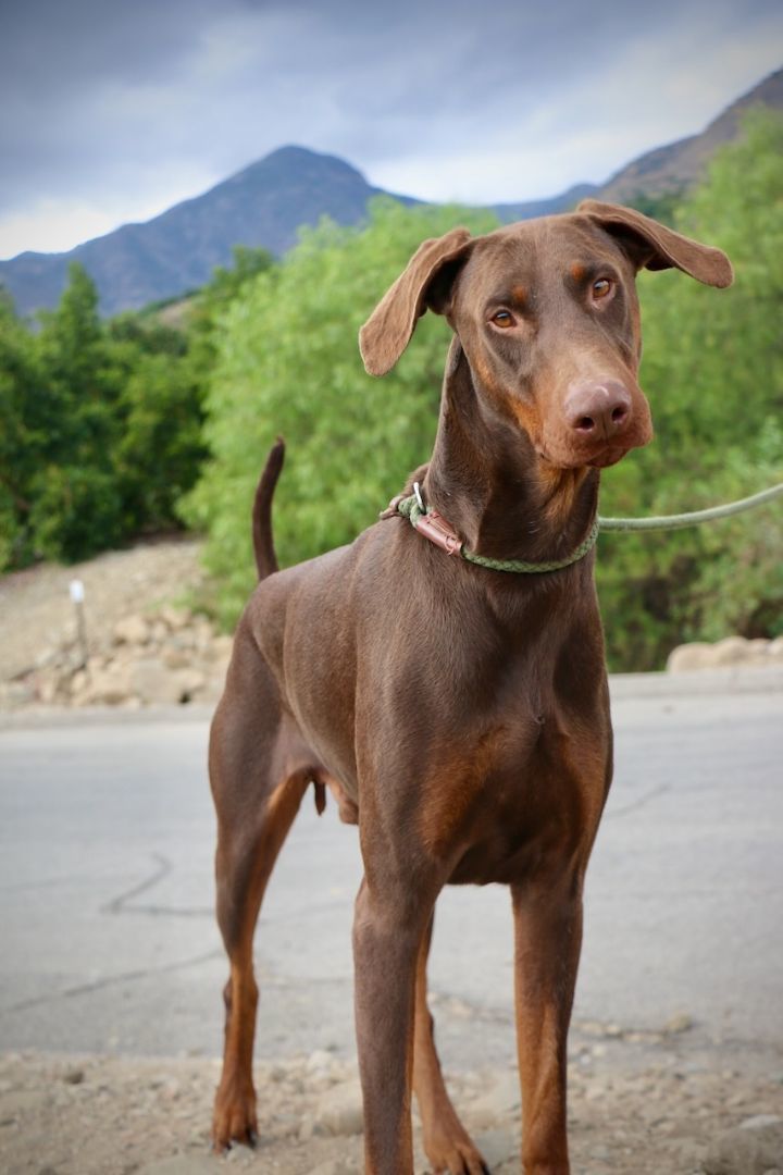 Enlarge Pluto, a Adopted Doberman Pinscher in Fillmore, CA image 1/5