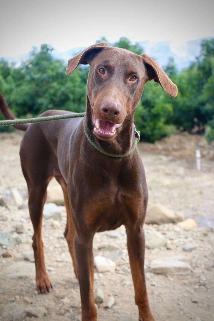 Enlarge Pluto, a Adopted Doberman Pinscher in Fillmore, CA image 2/5