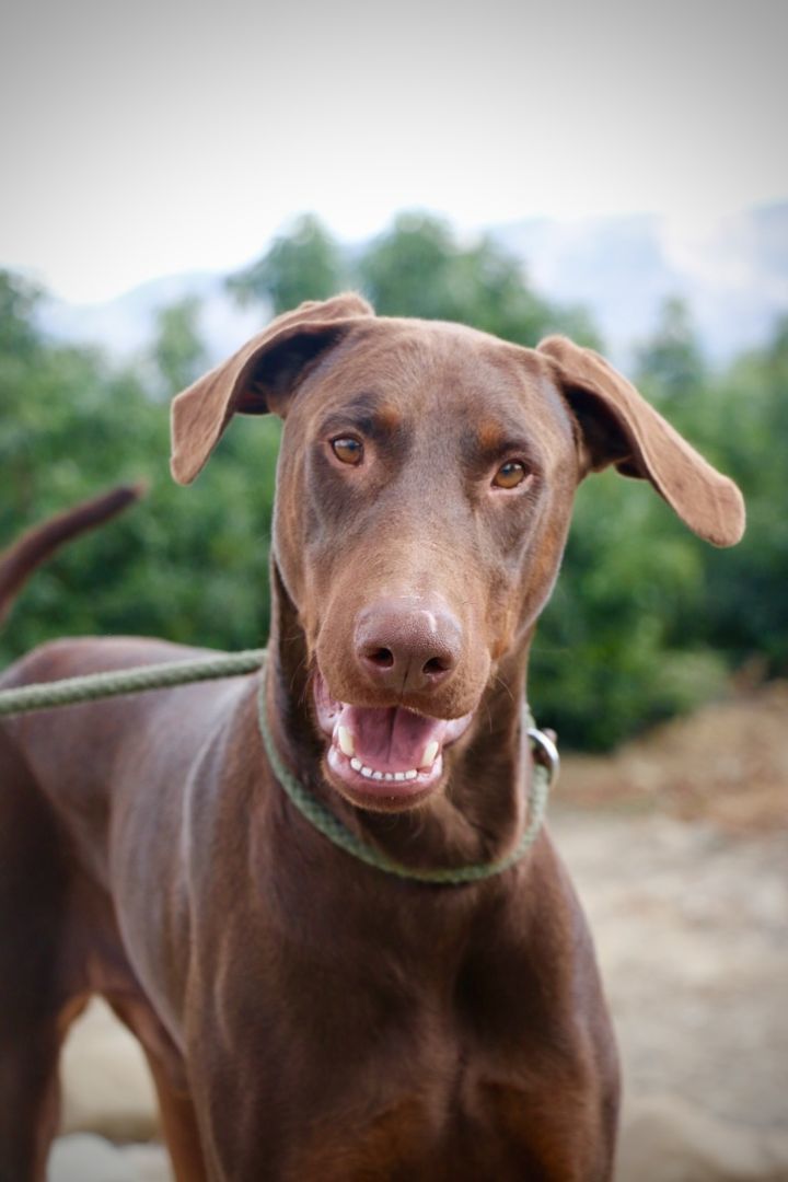 Enlarge Pluto, a Adopted Doberman Pinscher in Fillmore, CA image 3/5
