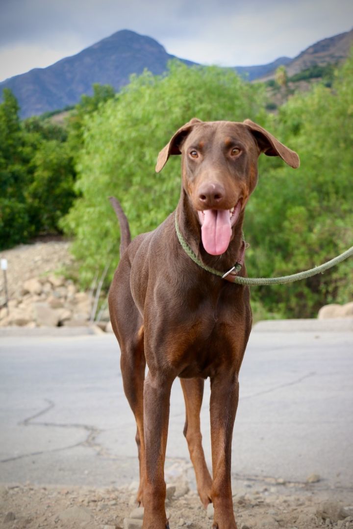 Enlarge Pluto, a Adopted Doberman Pinscher in Fillmore, CA image 4/5