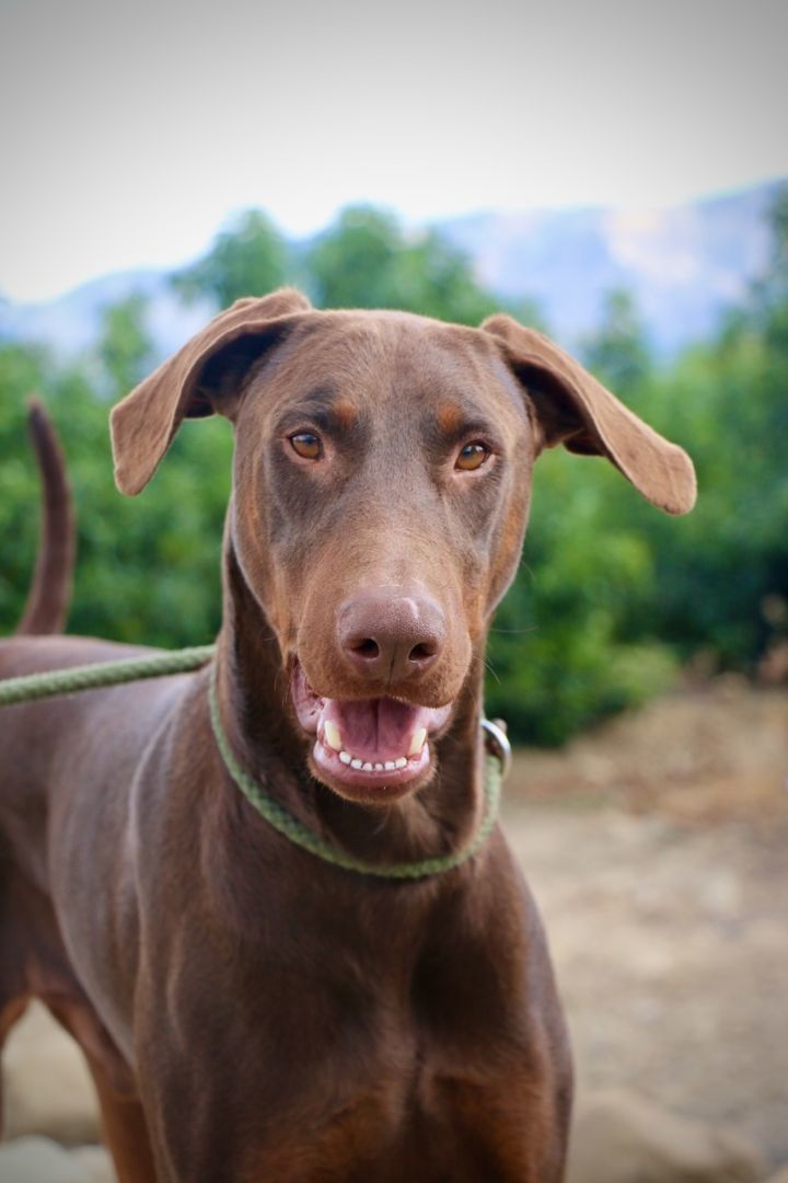 Enlarge Pluto, a Adopted Doberman Pinscher in Fillmore, CA image 5/5