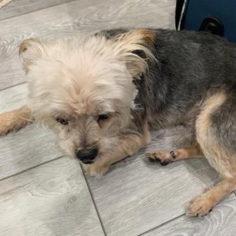 Enlarge CHAZ, a ADOPTABLE Yorkshire Terrier in Cary, NC image 2/3