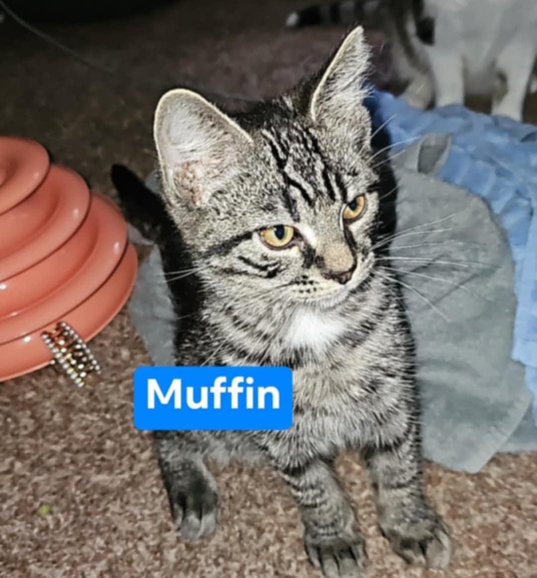 Enlarge Muffin, a Adoptable Domestic Short Hair in Morgantown, WV image 1/1