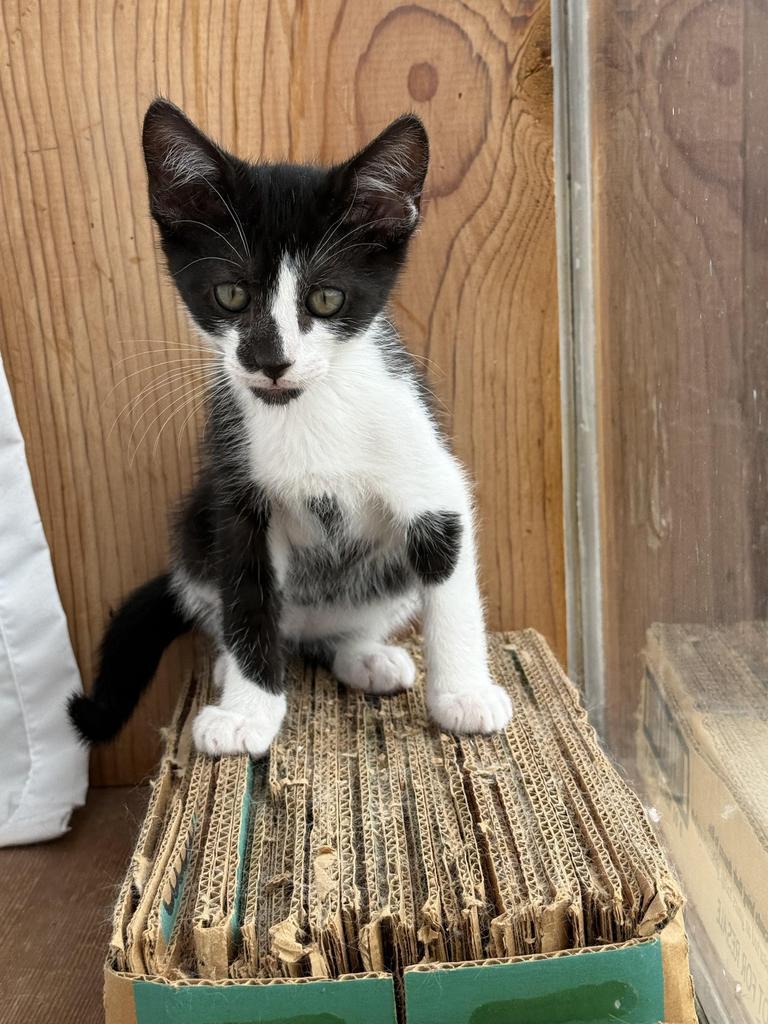 Canali, a Adoptable mixed breed in Athens, OH image 1/2