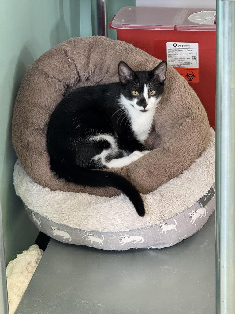 Canali, a Adoptable mixed breed in Athens, OH image 2/2