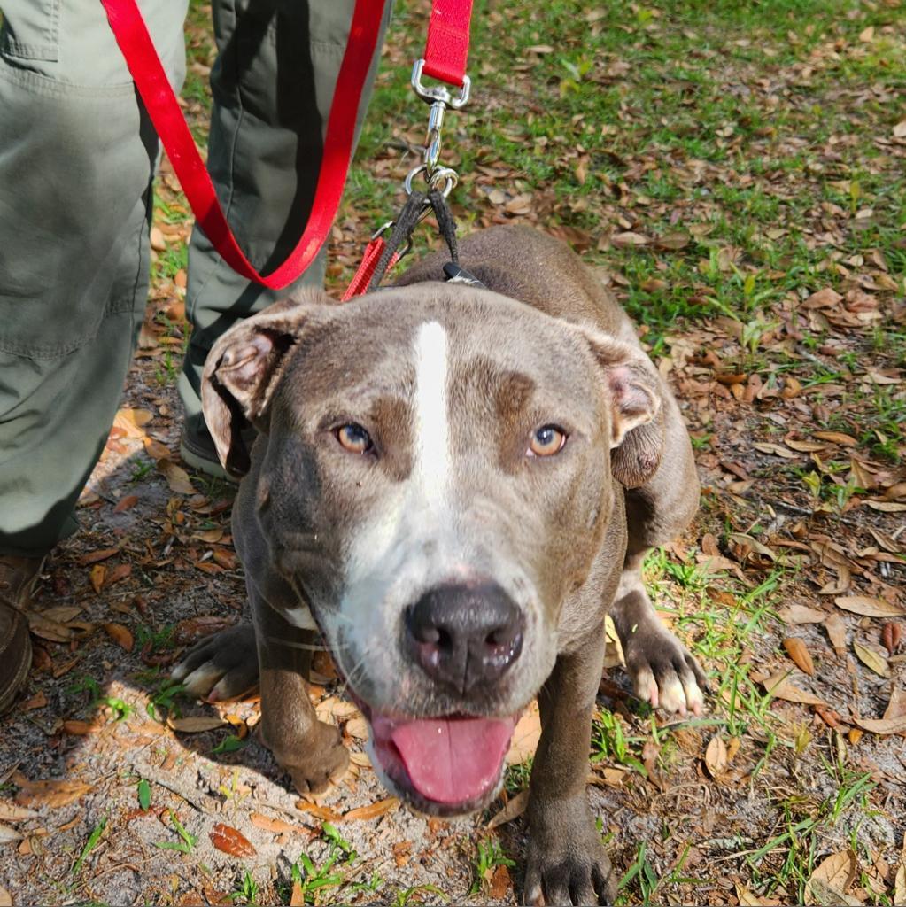 Lollipop, Adopted, Young Female Mixed Breed.