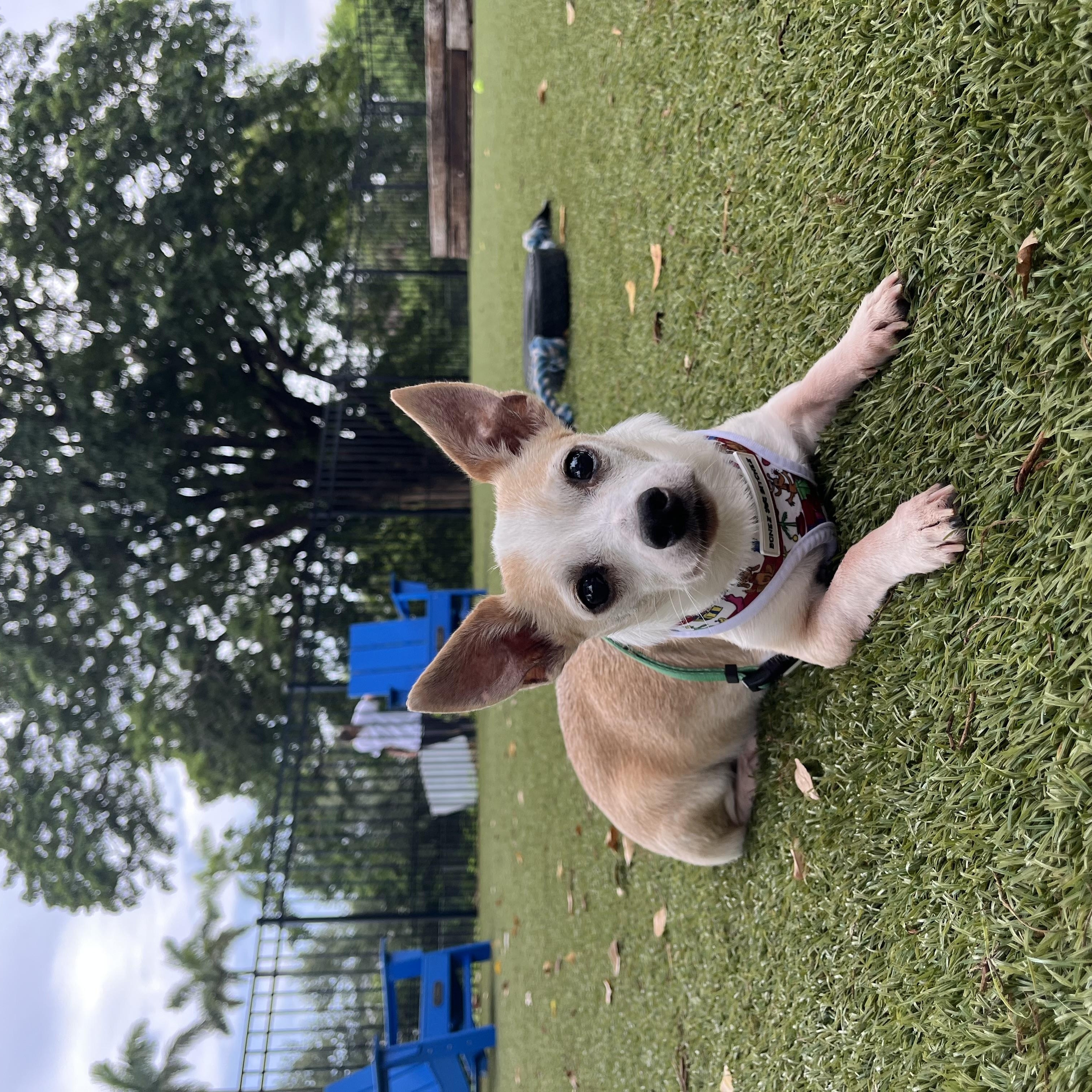 Enlarge Chandler, a Adoptable Chihuahua in Boca Raton, FL image 2/3