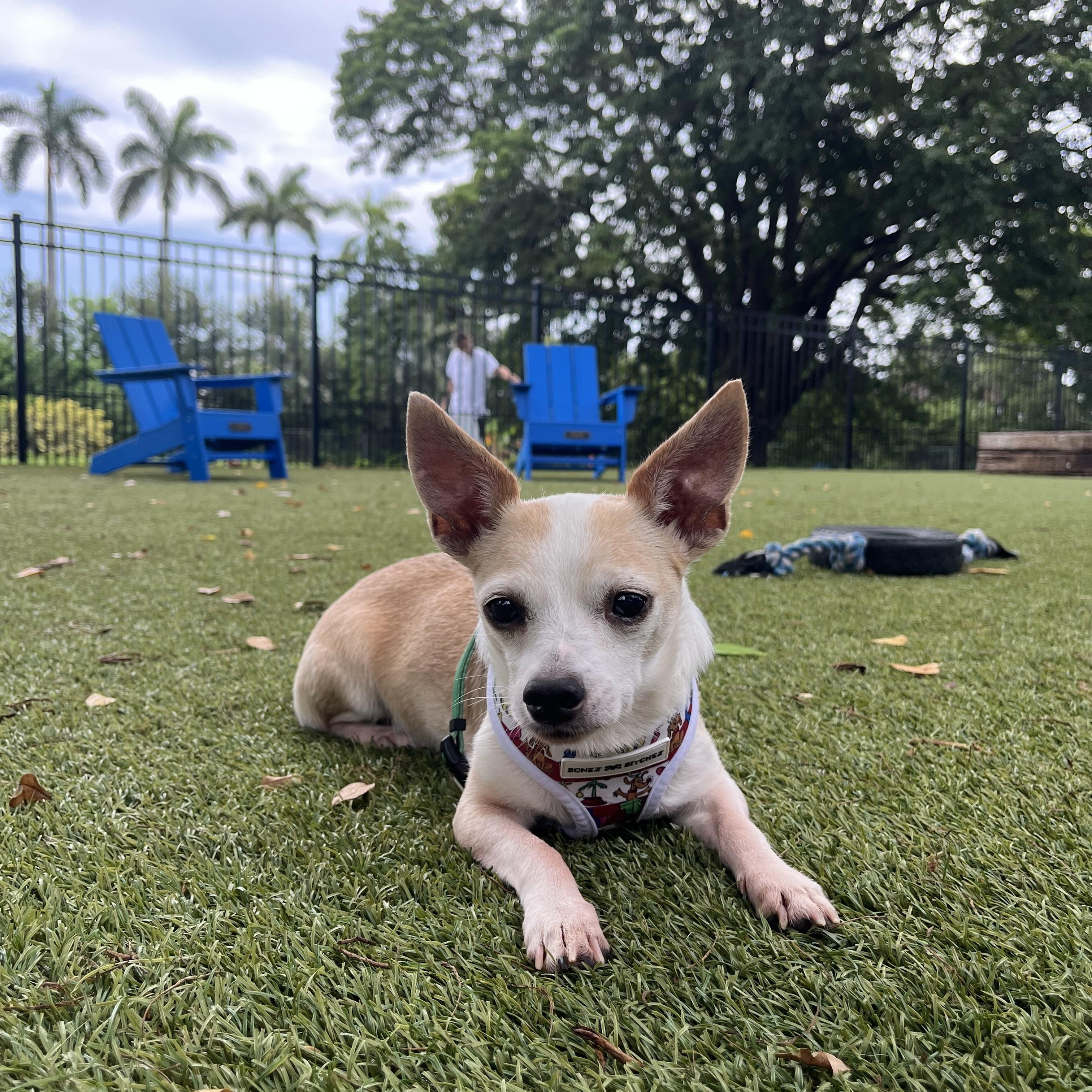 Chandler, Adoptable, Senior Male Chihuahua.