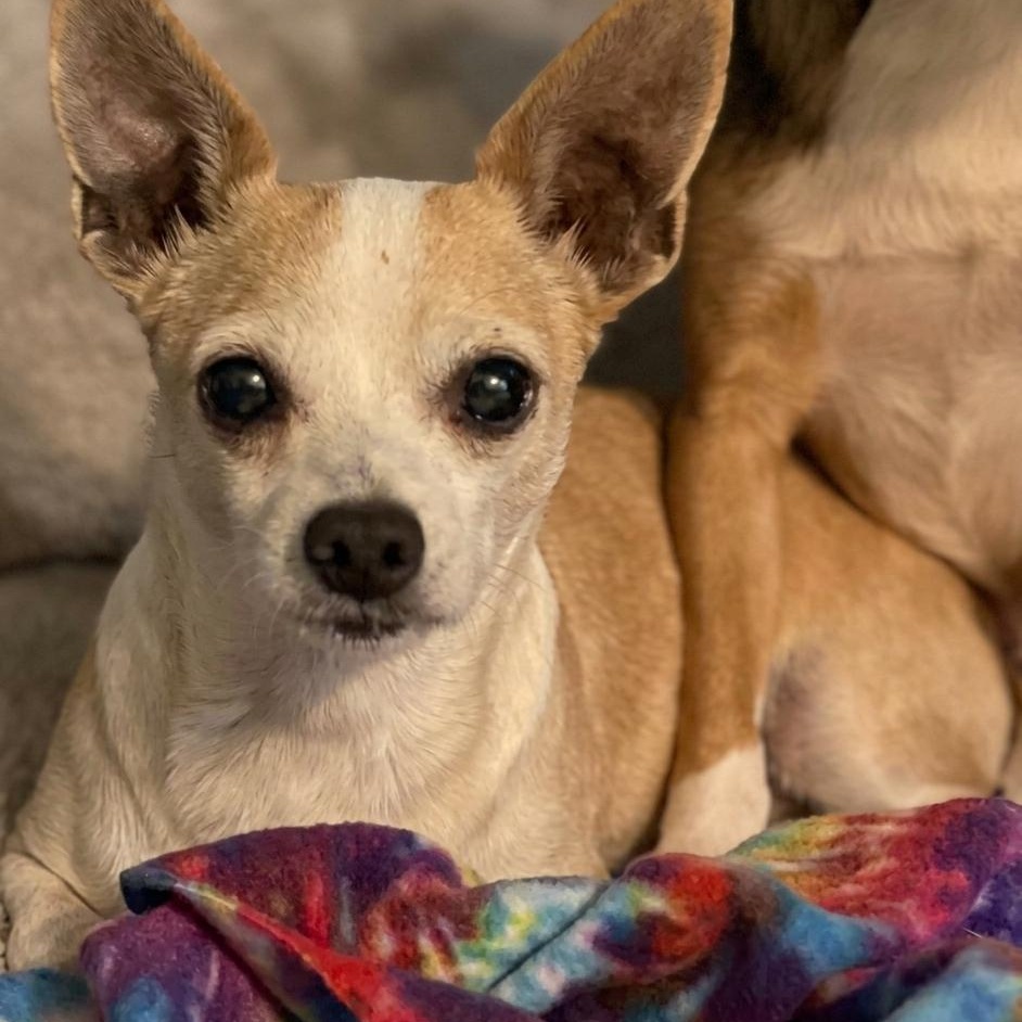 Enlarge Chandler, a Adoptable Chihuahua in Boca Raton, FL image 3/3