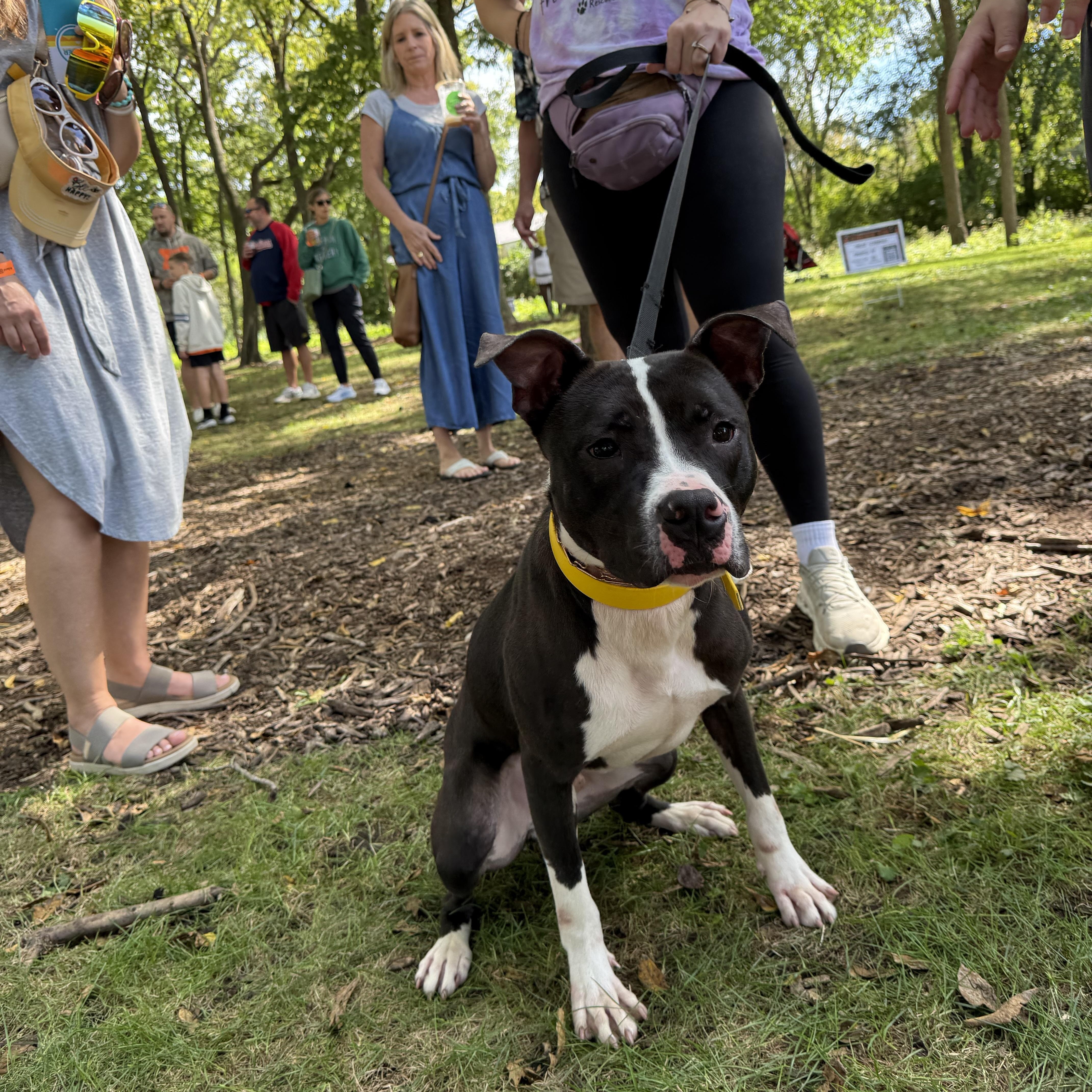 Enlarge Bob, a Adoptable mixed breed in Oswego, IL image 5/6