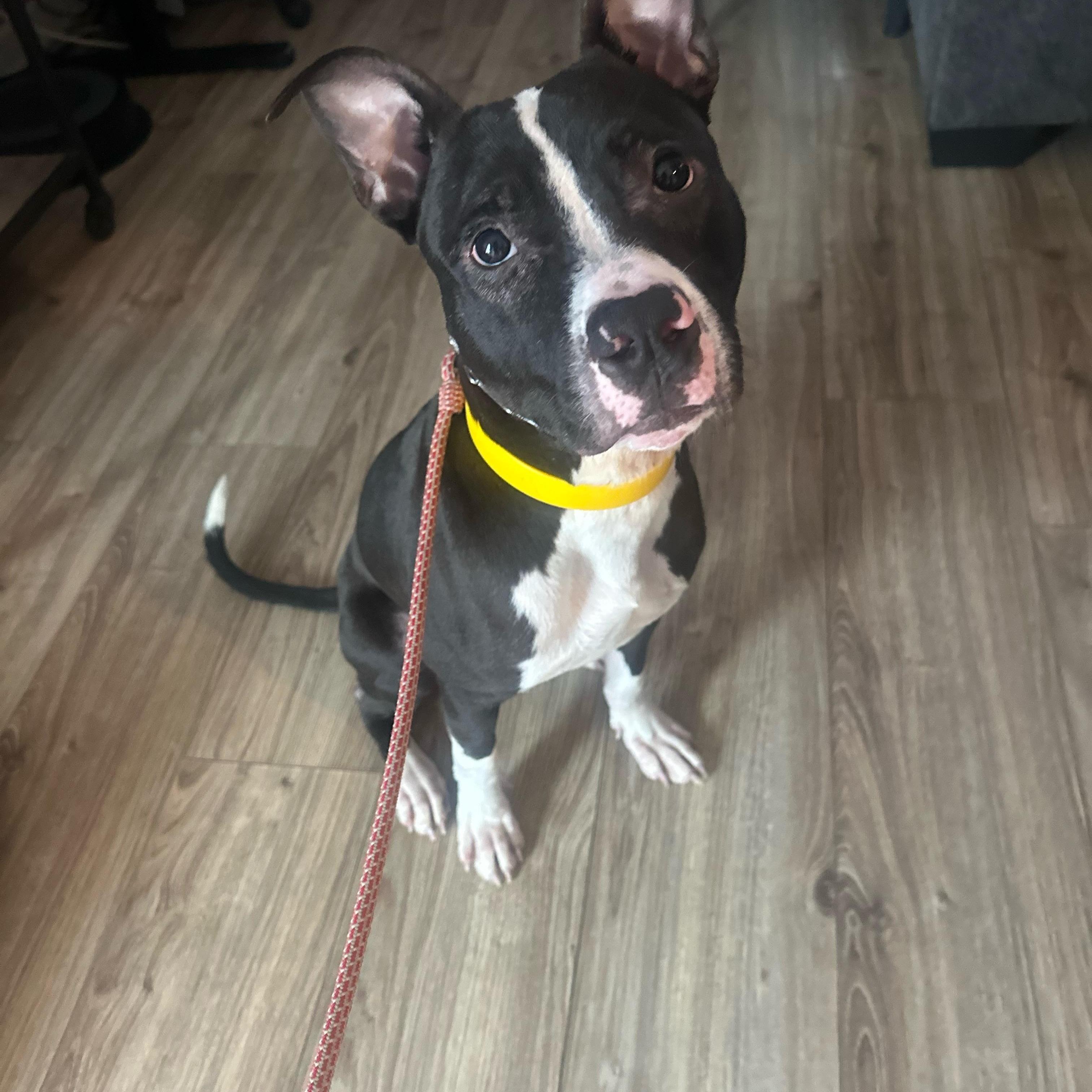 Enlarge Bob, a Adoptable mixed breed in Oswego, IL image 2/6