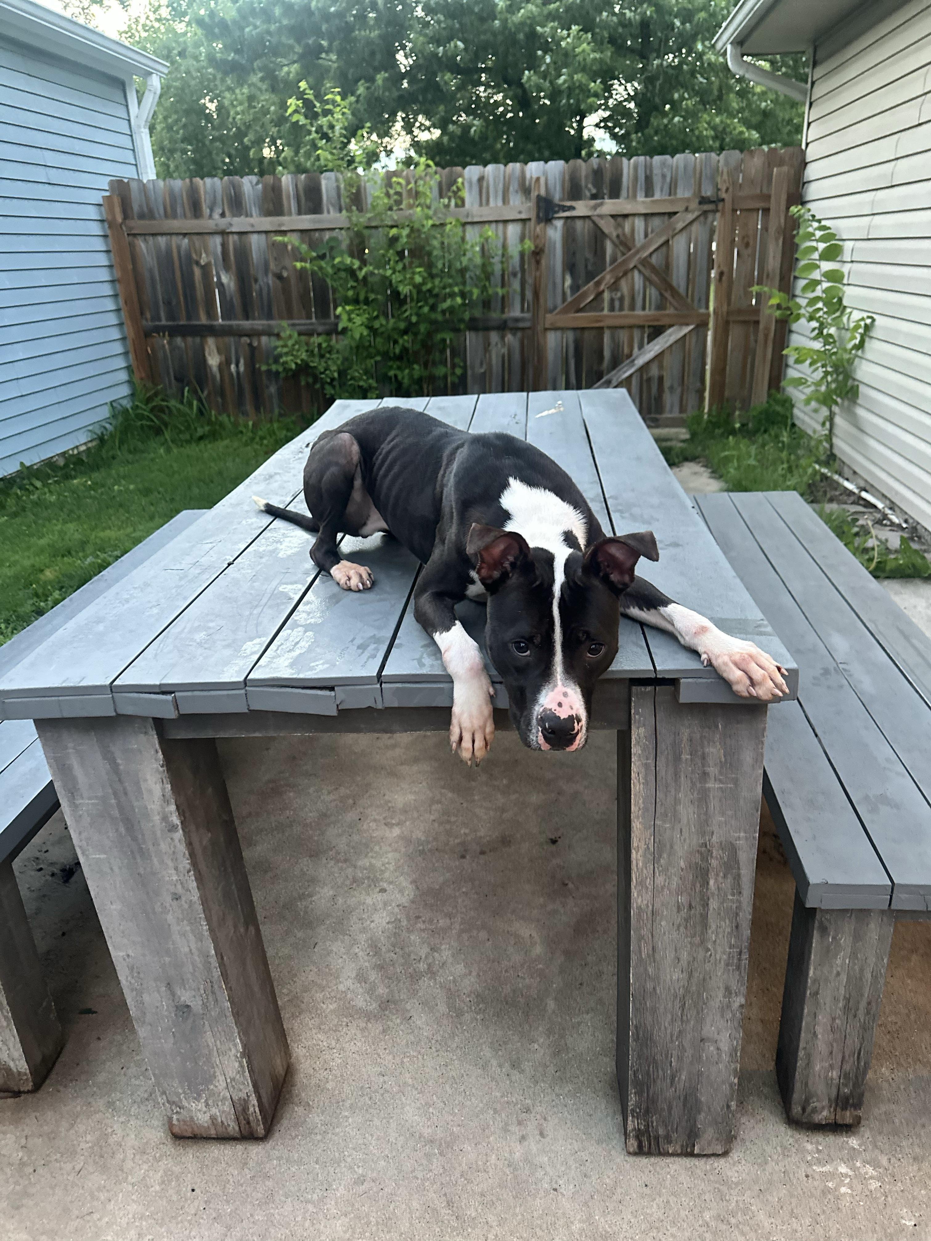 Enlarge Bob, a Adoptable mixed breed in Oswego, IL image 6/6