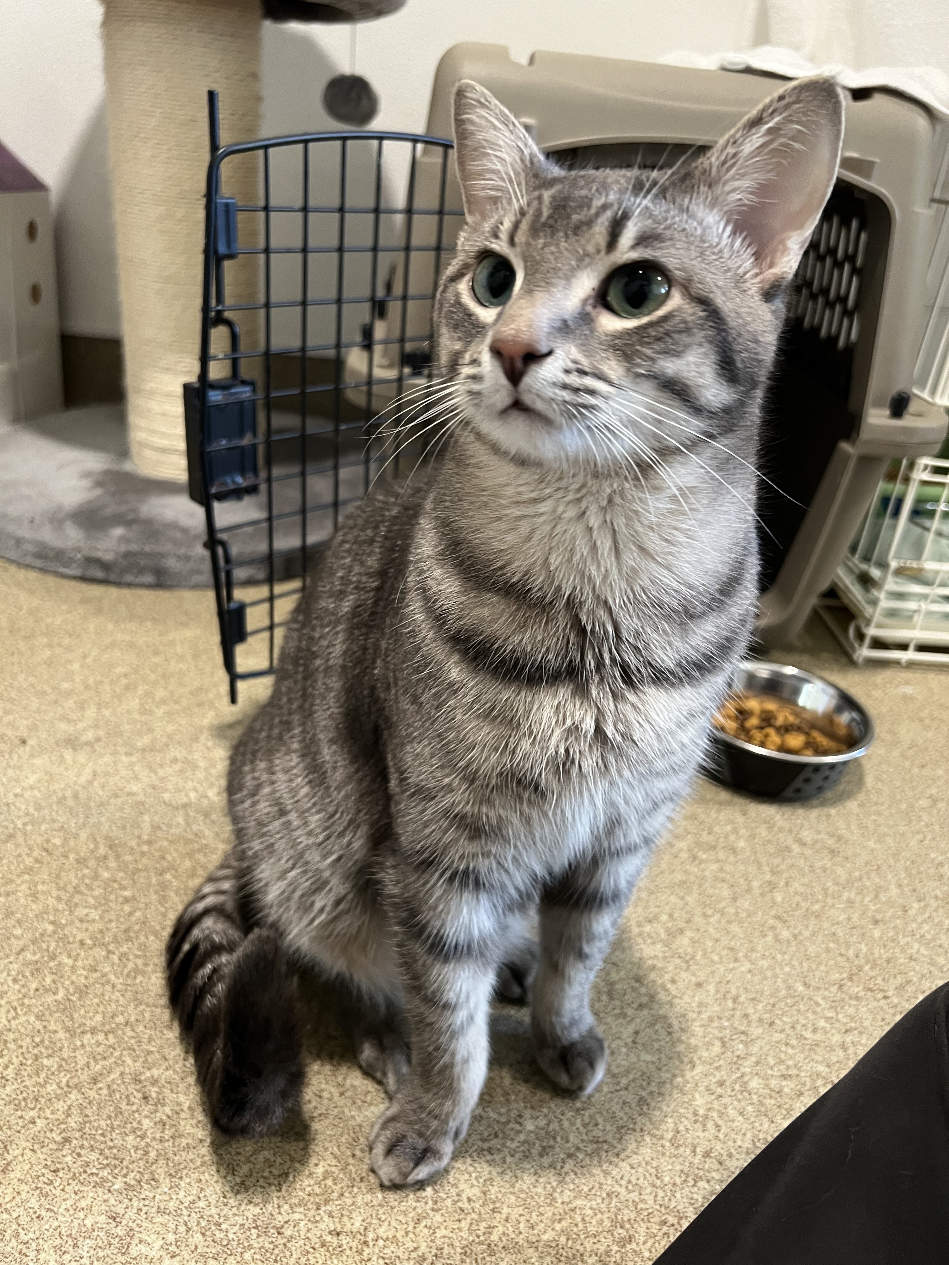 Enlarge Dunkin, a Adopted Domestic Short Hair in Manchester, CT image 1/6