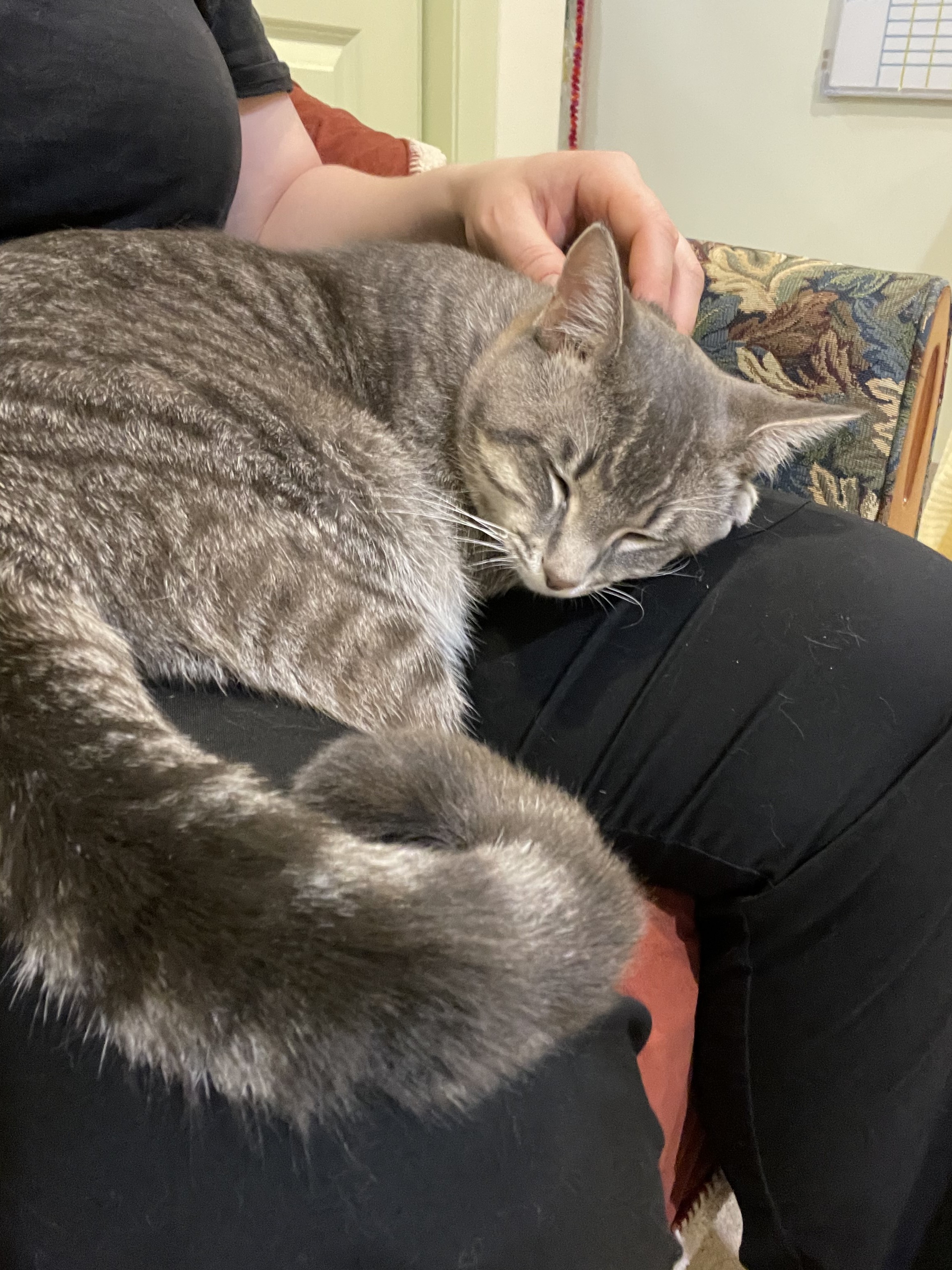 Enlarge Dunkin, a Adopted Domestic Short Hair in Manchester, CT image 2/6