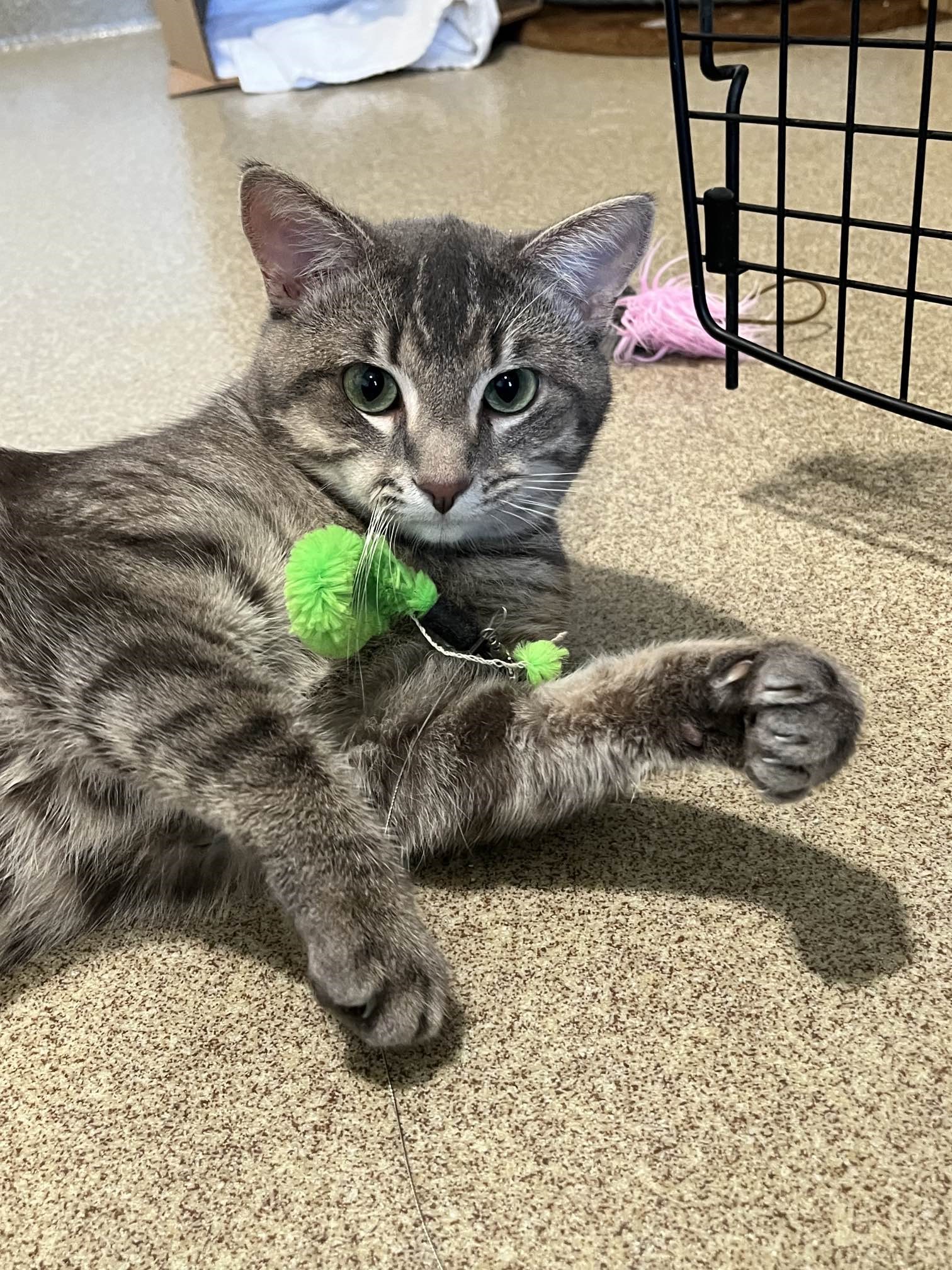 Dunkin, Adopted, Young Male Domestic Short Hair.