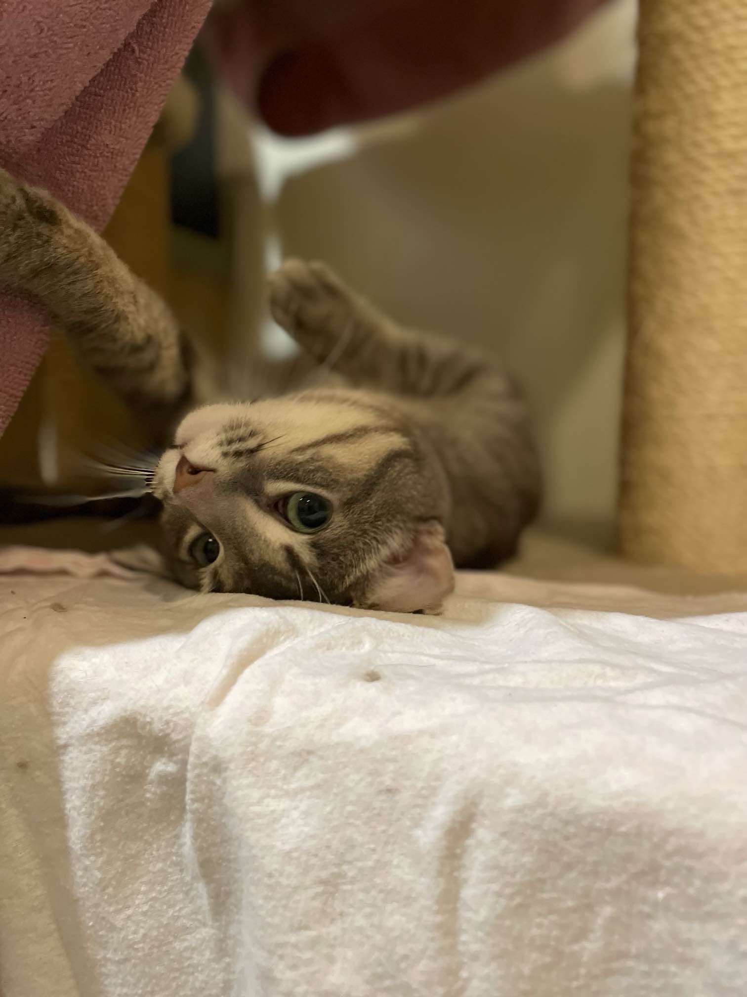 Enlarge Dunkin, a Adopted Domestic Short Hair in Manchester, CT image 4/6