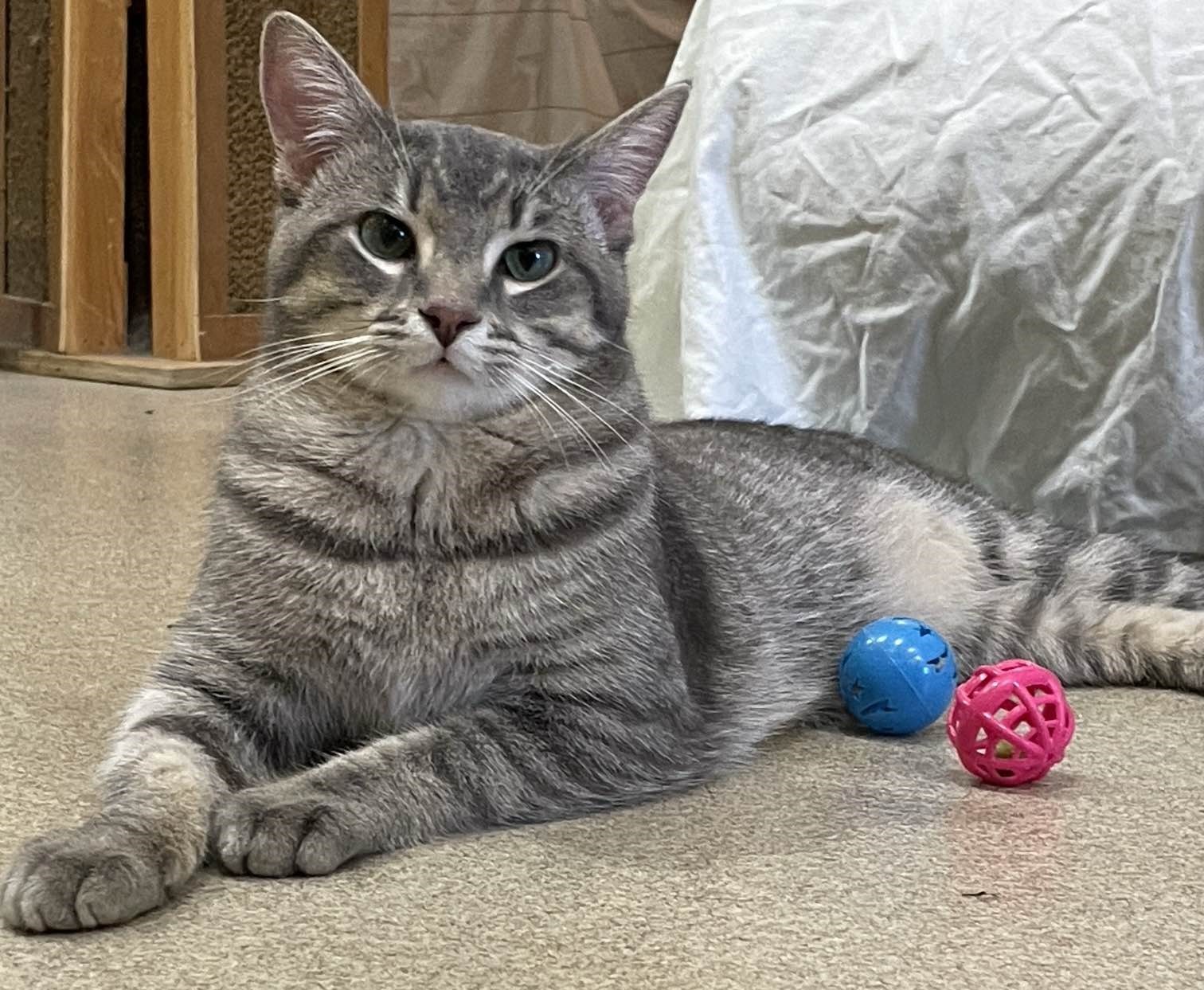 Enlarge Dunkin, a Adopted Domestic Short Hair in Manchester, CT image 5/6