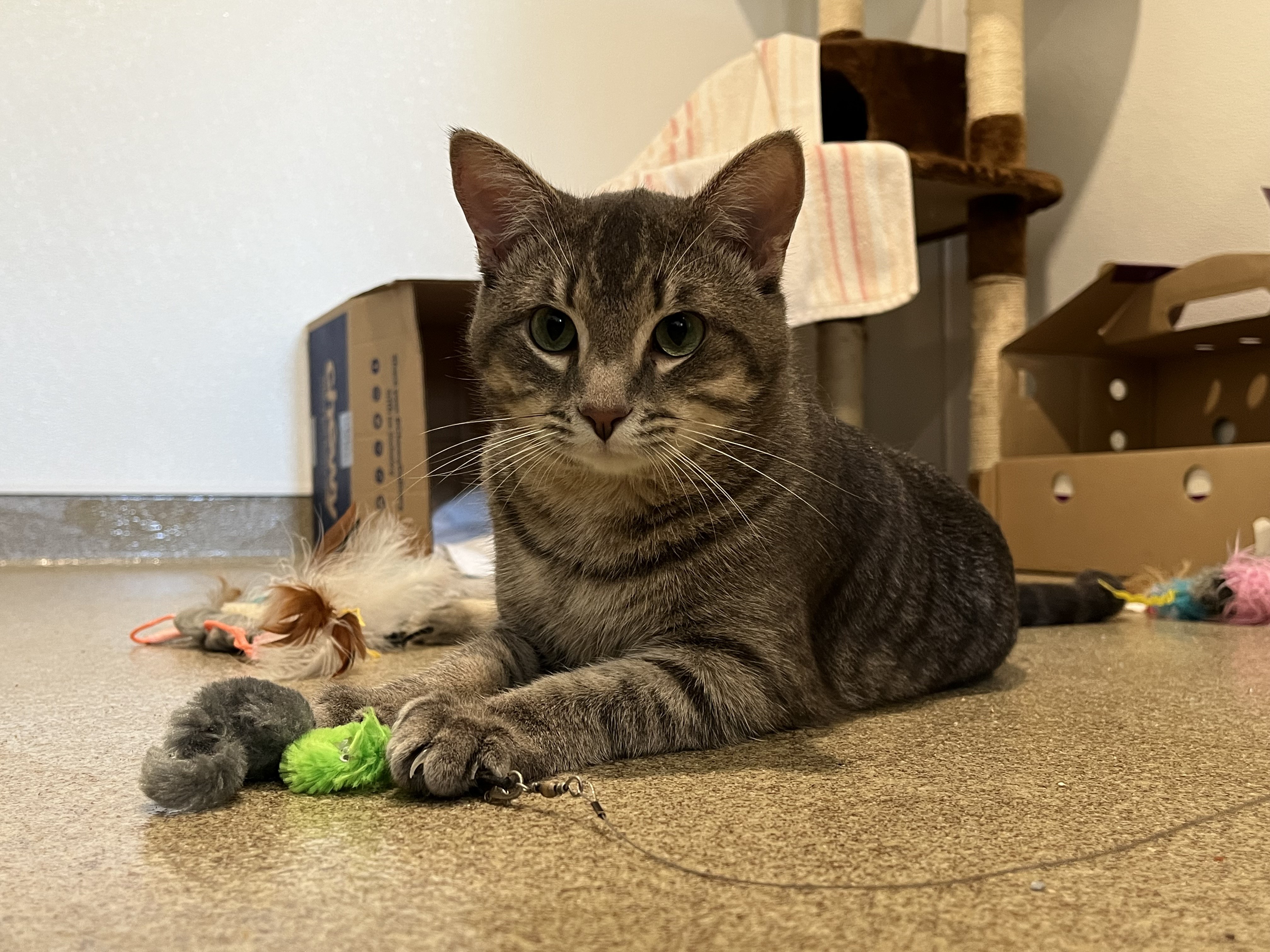 Enlarge Dunkin, a Adopted Domestic Short Hair in Manchester, CT image 6/6