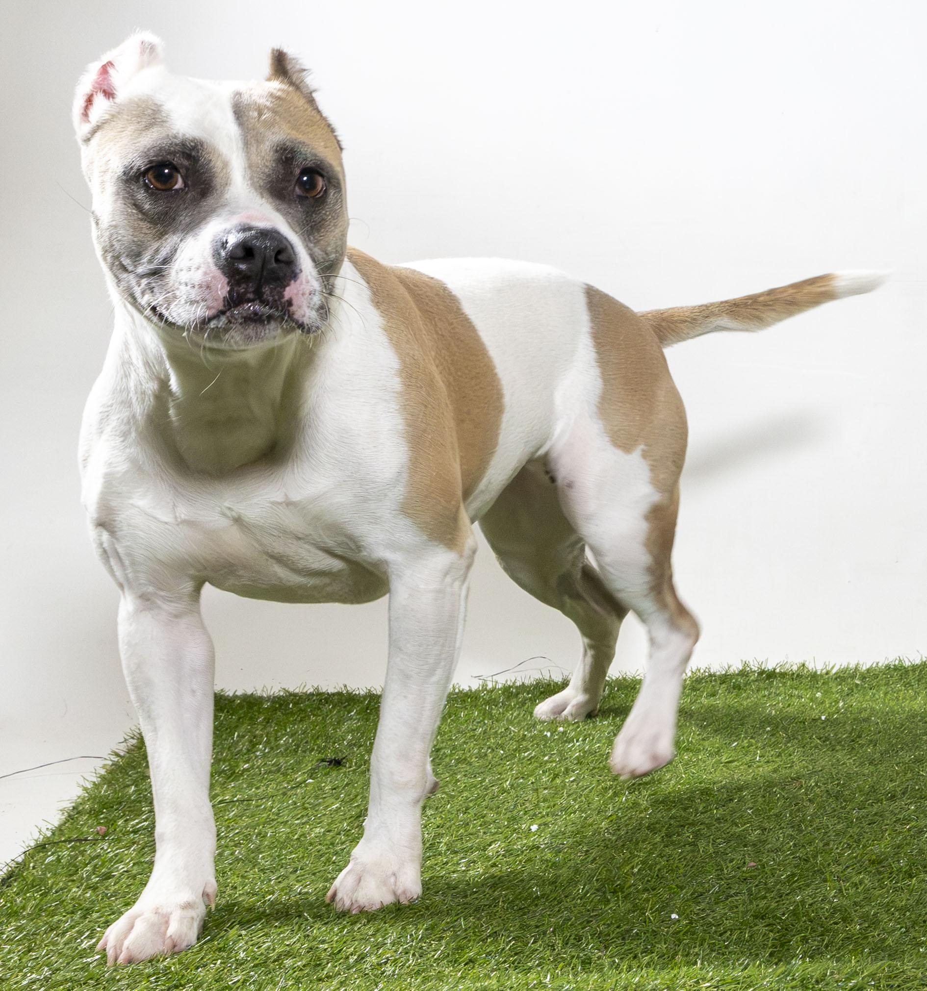 Lyla, Adoptable, Adult Female Mixed Breed.