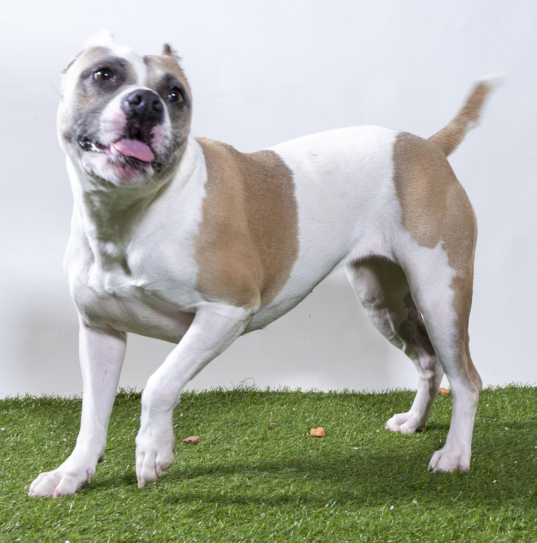 Enlarge Lyla, a Adoptable Mixed Breed in Harvey , LA image 2/2