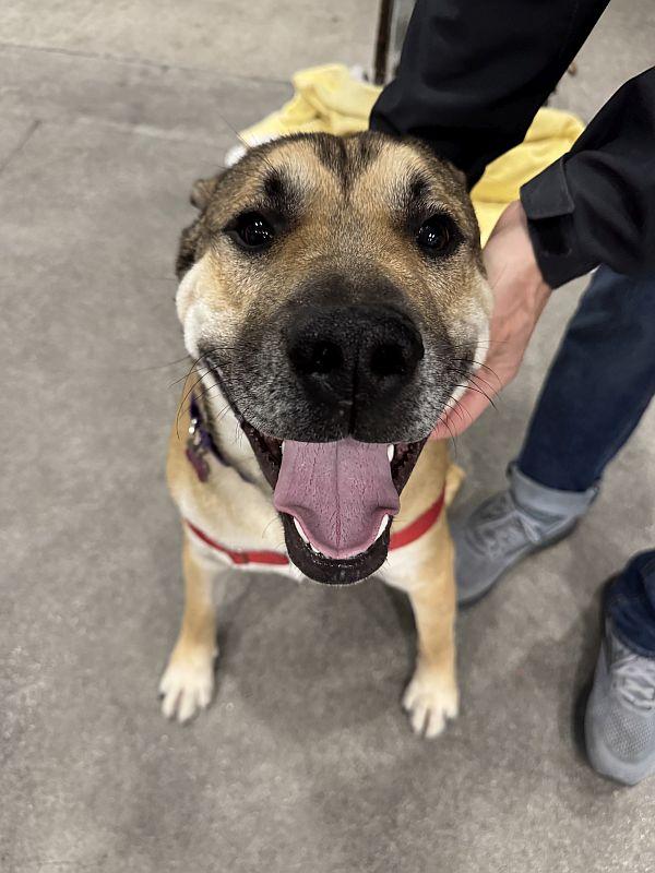 Behr, Adoptable, Puppy Male German Shepherd Dog & Pit Bull Terrier.