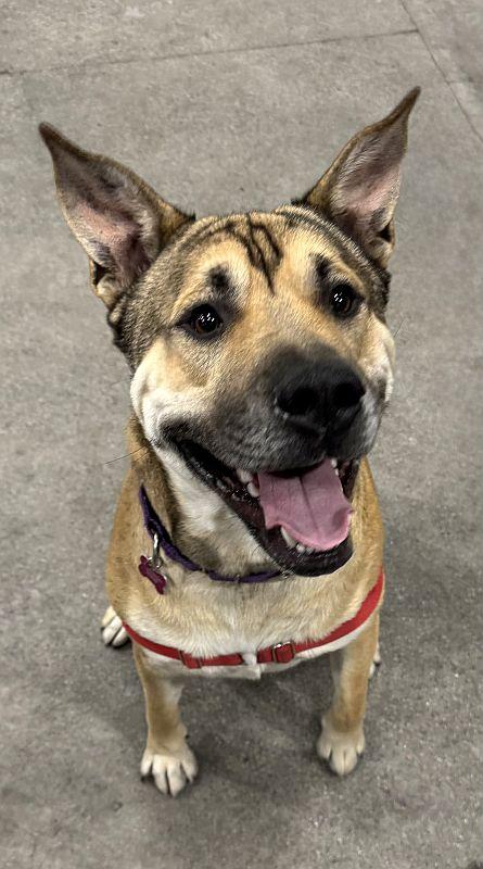 Behr, Adoptable, Puppy Male German Shepherd Dog & Pit Bull Terrier.