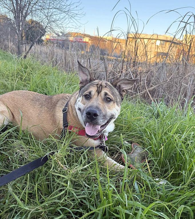 Enlarge Behr, a Adoptable mixed breed in Berkeley, CA image 6/6
