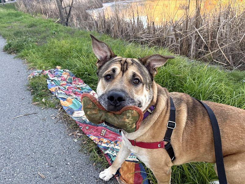 Enlarge Behr, a Adoptable mixed breed in Berkeley, CA image 3/6