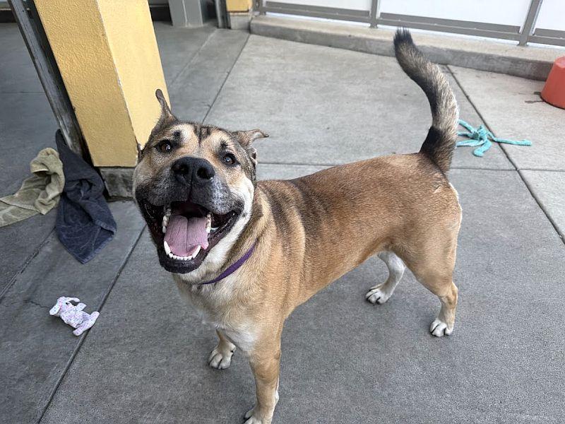 Behr, a Adoptable mixed breed in Berkeley, CA image 3/6