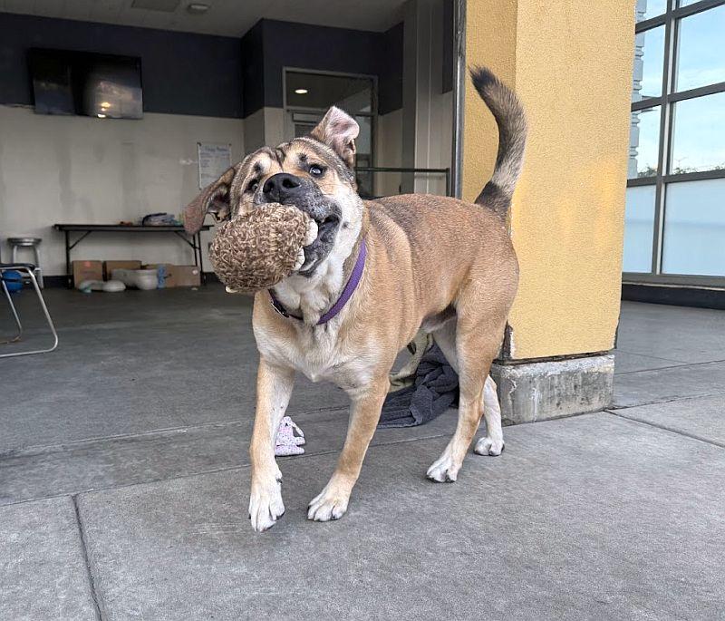 Behr, a Adoptable mixed breed in Berkeley, CA image 4/6